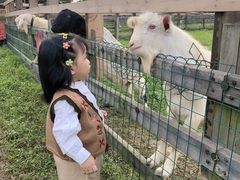 -田园东方蜜桃村的田野营地