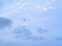 -日照海滨国家森林公园