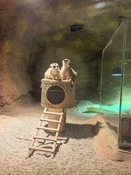 -酷嗒动物文化乐园(cutezoo西溪乐天城店)