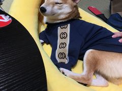 -逗柴咖啡屋·狗咖猫咖宠物桌游