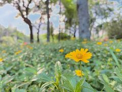 -荔香公园