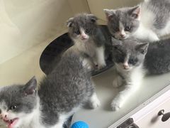-70cat德文卷毛猫·缅因猫纯种猫舍