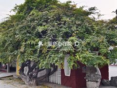 -西苑公园