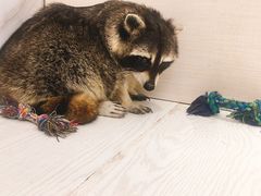 -浣熊柯尔鸭土拨鼠·电玩咖