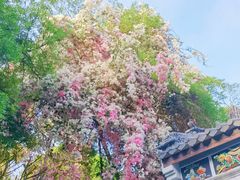 -深圳国际园林花卉博览园