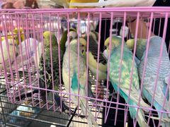 -哈尔滨道外花鸟鱼市场