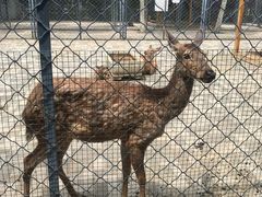 -长白岛森林公园