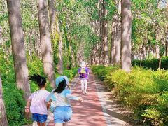 -合肥滨湖国家森林公园