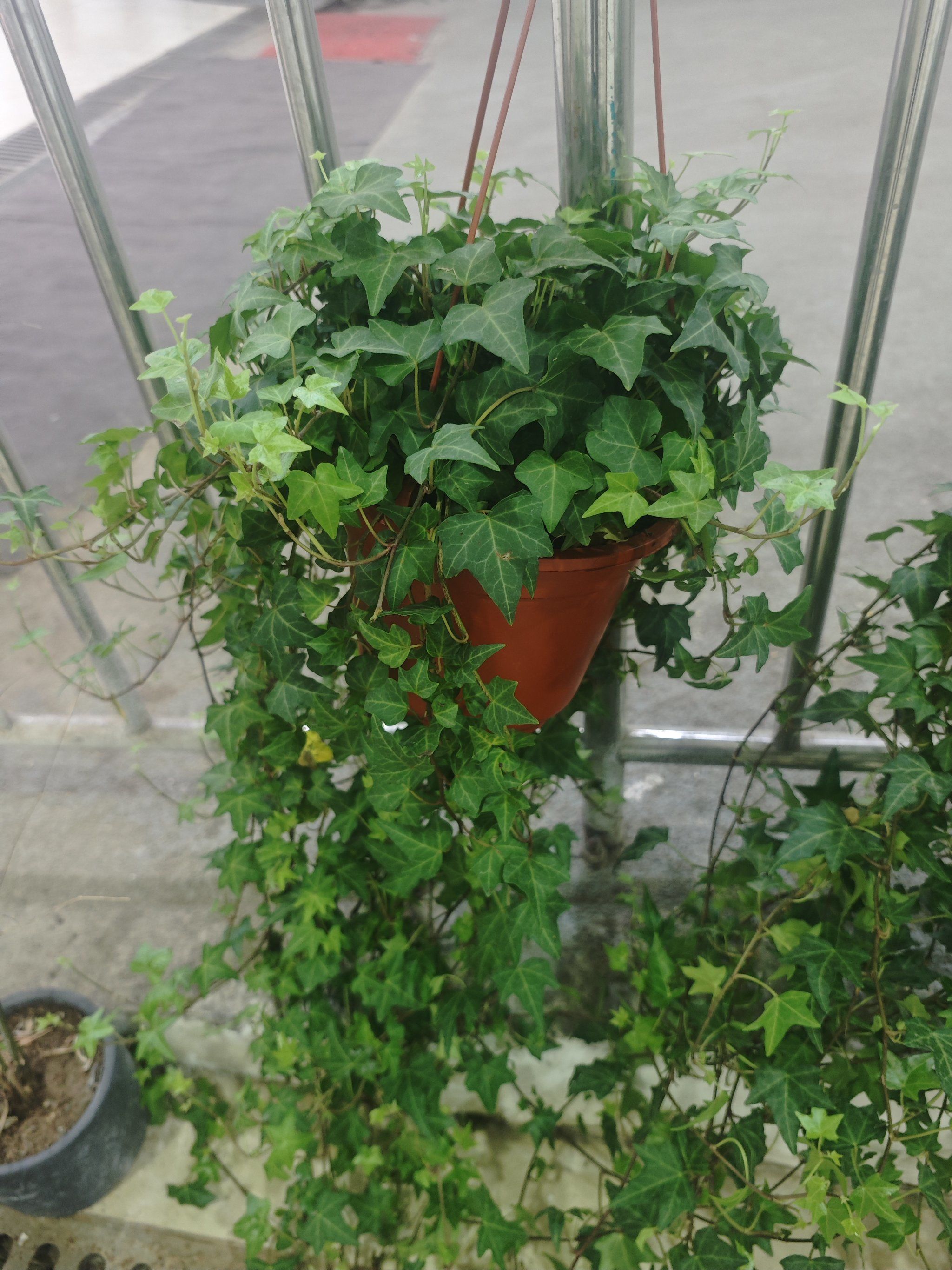 但你可知,常春藤四季常青,且极其耐寒,优质的品种可当做木本植物养殖