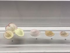 -贝壳王国博物馆