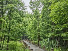 -桤木河湿地公园