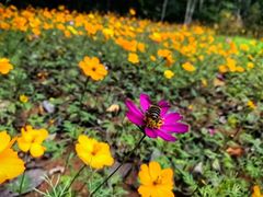 -深圳国际园林花卉博览园