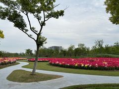 -春花秋色城市公园