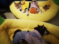 -逗柴咖啡屋·狗咖猫咖宠物桌游