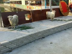 android_upload_pic-荔枝红五号农庄
