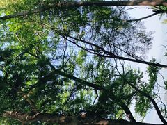 -沂蒙山旅游区云蒙景区(蒙山国家森林公园)