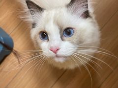 -萌兽医馆·犬猫专科·眼科中心·宠物医院(朝阳门分院)