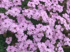 -紫颐香薰山谷景区