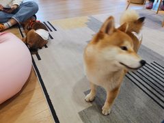 -南京Hallo宠物乐园·哈罗犬舍·柴犬繁育基地
