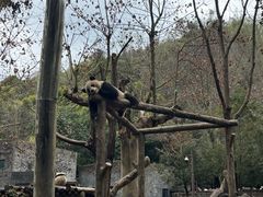 -都江堰中华大熊猫苑