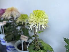 -杭州植物园