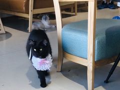 -藏猫猫咖啡主题馆(中央大道店)