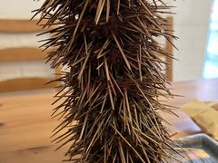 -海胆小馆(东北水饺·春柳店)