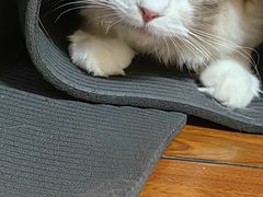 -唐小姐の猫狗洗护·购宠旗舰店(周浦万达店)