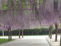 -嘉定紫藤园