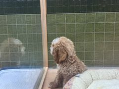 -帕帕拉兹宠物(亚洲旗舰店)