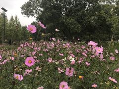 -艾溪湖湿地公园