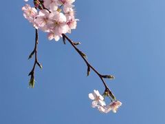 -顾村公园