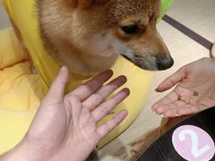 -逗柴咖啡屋·狗咖猫咖宠物桌游