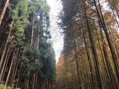 -山王坪喀斯特国家生态公园