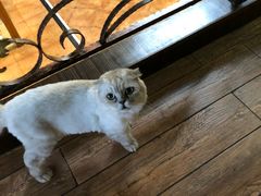 -more than meow吴止猫主题餐厅(承德 中船汇店)