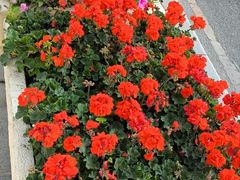 -金三角花鸟鱼综合市场-地面停车场