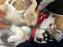-Husky Go! 哈士奇体验馆·宠物咖啡厅狗咖