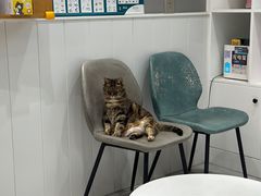 -关爱宠物医院·猫科中心·消化科(滨湖万达分院)