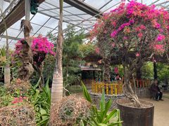 -呀路古热带植物园