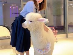 -怪兽屋·羊驼·猫咖·狗咖(俊华广场店)