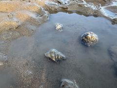 -湄洲岛