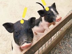 -前小桔亲子创意农场·草莓采摘·露营烧烤