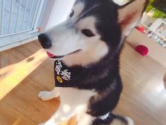 -Husky Go! 哈士奇体验馆·宠物咖啡厅狗咖
