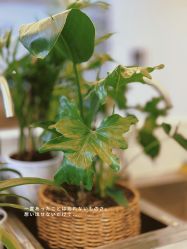 -青漾 young hair studio