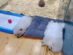 -龟与熊猫宠物公园(南坪店)