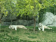 -北京野生动物园