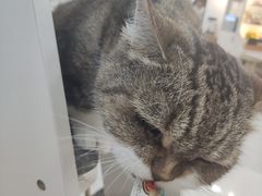 -喵园·猫主题咖啡厅·撸猫·猫咖(国贸店)