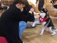 -Husky Go! 哈士奇体验馆·宠物咖啡厅狗咖