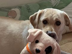 -爱侣宠医·鹦鹉专科·小型哺乳类·异宠专科(灵石路店)