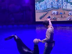 -芜湖新华联大白鲸海洋公园